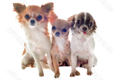 three chihuahuas