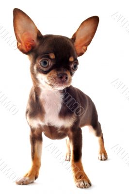 puppy chihuahua