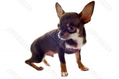 puppy chihuahua