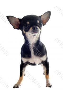 puppy chihuahua