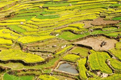Landscape of blooming rapeseed fields