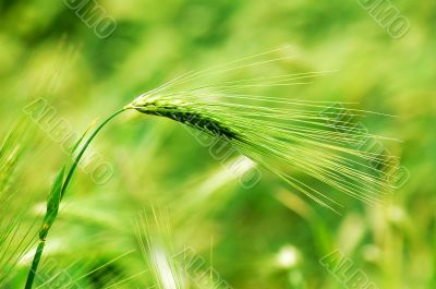 Wheat ear