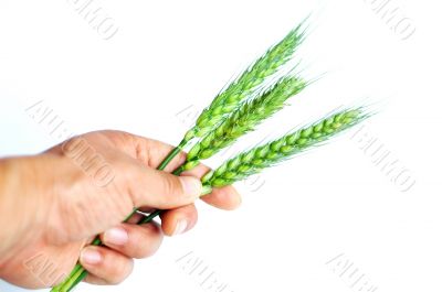 Wheat ears in hand