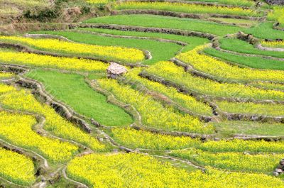 Rapeseed fields