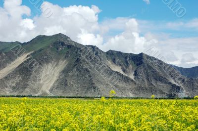 Landscape of rapeseed fields