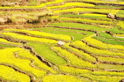 Rapeseed fields
