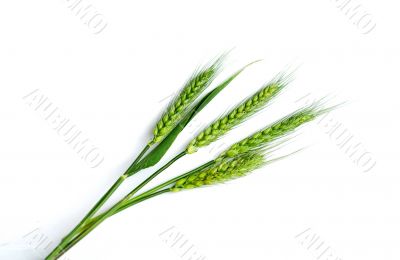 Green wheat ears