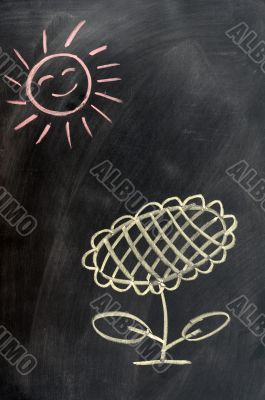 Sunflower under the sun