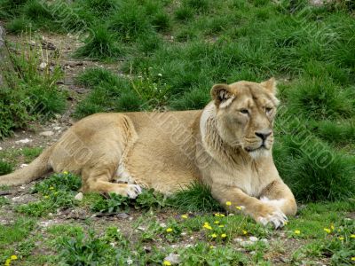 Asian lioness