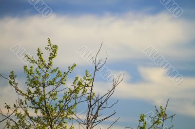  clouds  