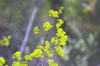 spring leaves