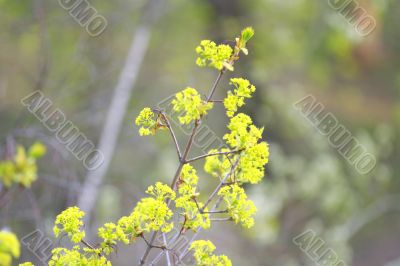 spring leaves