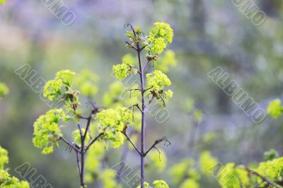 spring leaves