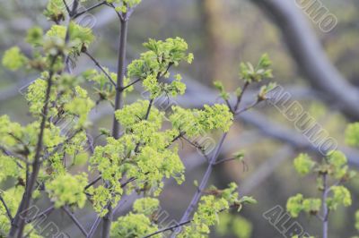 spring leaves