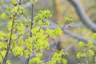 spring leaves