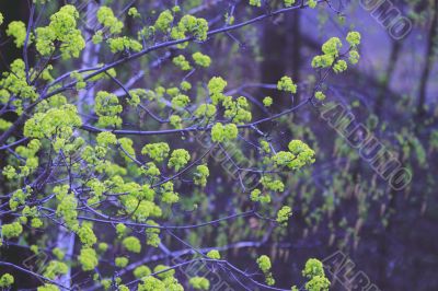 spring leaves