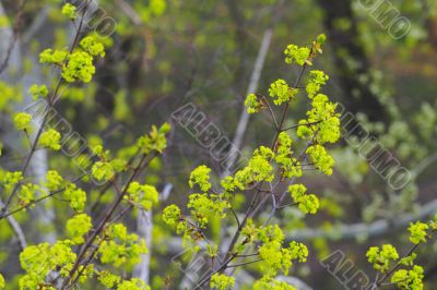 spring leaves