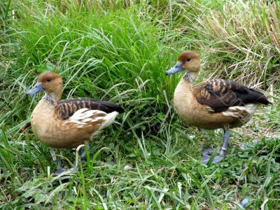 Ducks in the grass