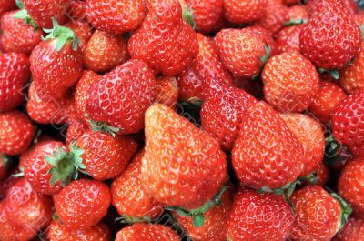 Strawberry fruits