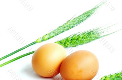 Egg and wheat
