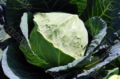 Celery cabbage