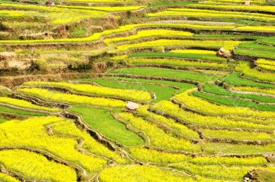 Rapeseed fields