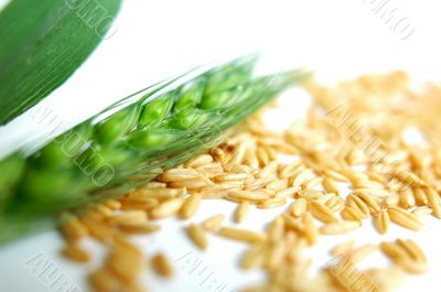 Green wheat ears