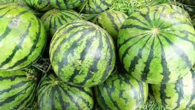 Watermelon