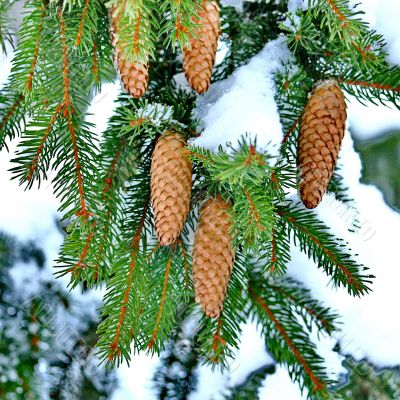 Pine with Cones