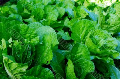 Cabbage seedling