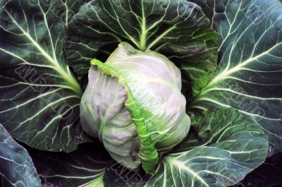 Cabbage