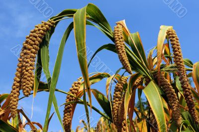 Millet fields