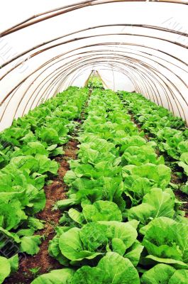 Greenhouse