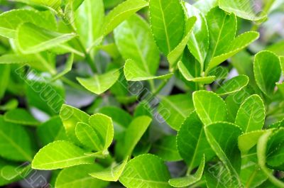 New leaves in spring