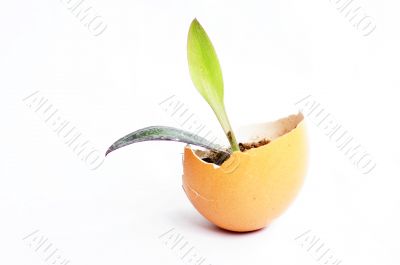 Sprout in an eggshell