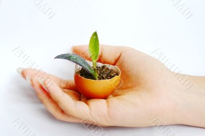 Plant in hand