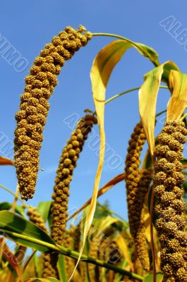 Millet fields
