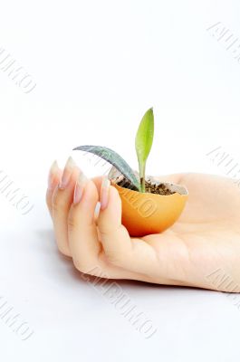 Plant in hand