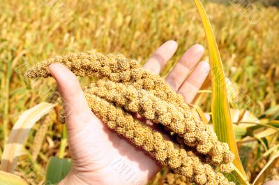 Millet fields