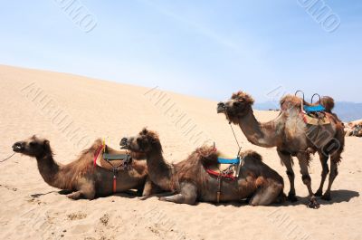Camels in the deserts