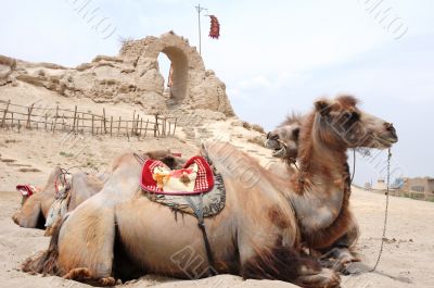 Camels in front of an old castle