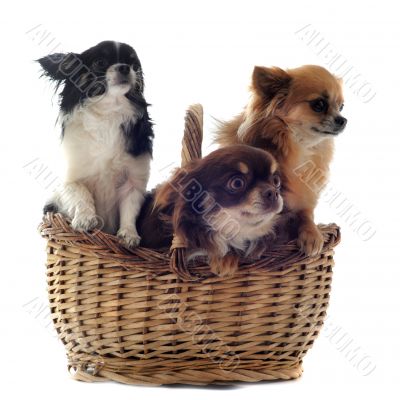 chihuahuas in basket