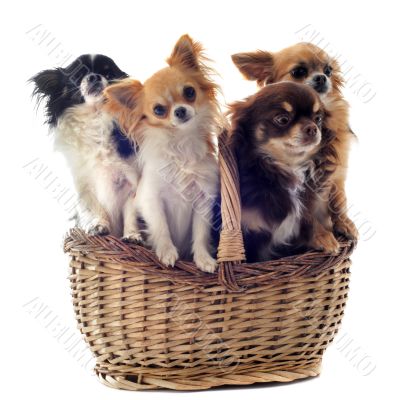 chihuahuas in basket