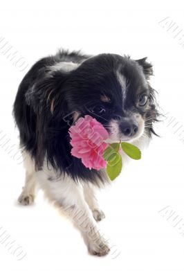 chihuahua and flower