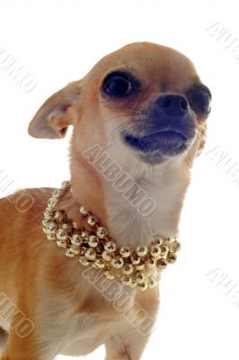 chihuahua with gold collar