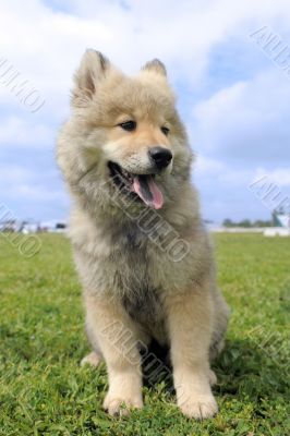eurasier puppy