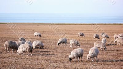Sheep on grassland
