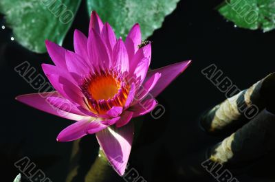 Blooming lotus