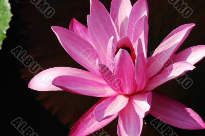 Blooming lotus