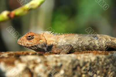 Lizard